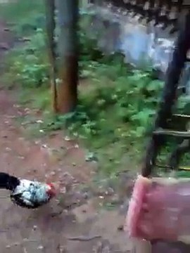 Dog and cock fight, dog and chicken fight