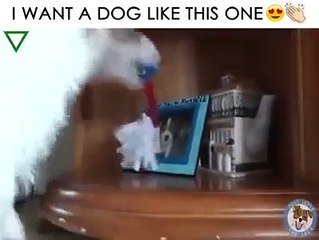 So Funny And Amazing Videos