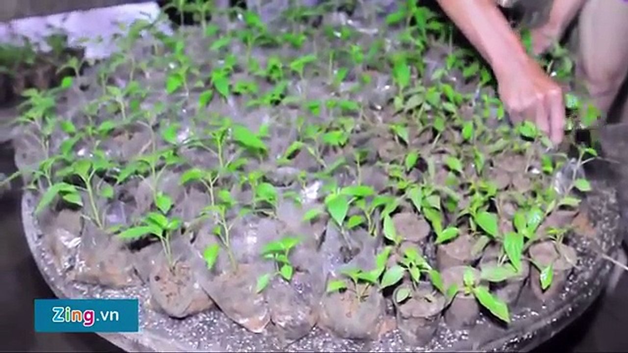 Hàng Nghìn Nhà Dân Quảng Ngãi Ngập Sâu Trong Lũ P1
