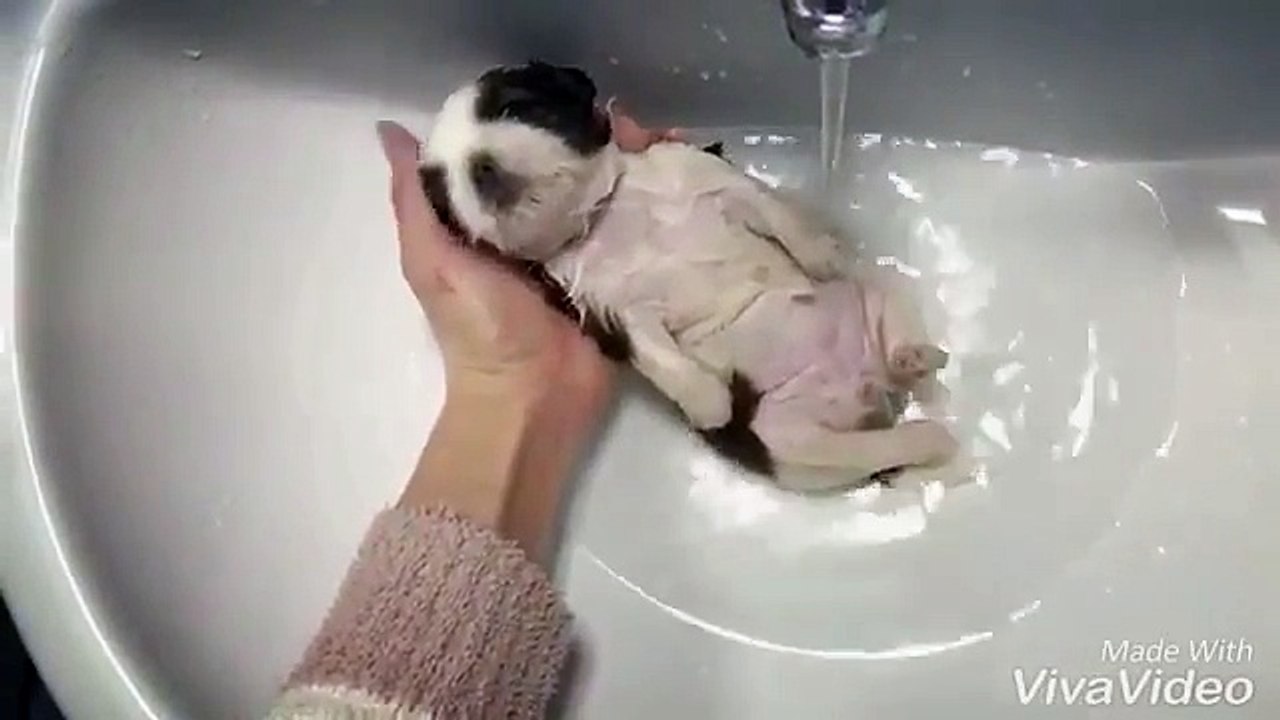 Ce chiot est tellement détendu dans son bain !