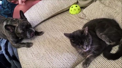 Dur de faire bouger le chat