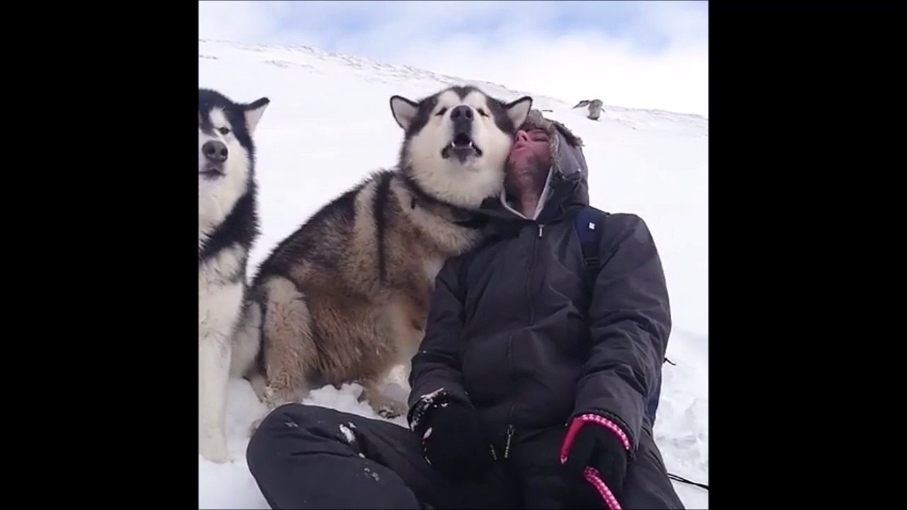 Lui il aime ses chiens et ses chiens le lui rendent bien!