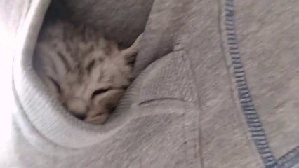 Ces chatons se prennent pour des kangourous!