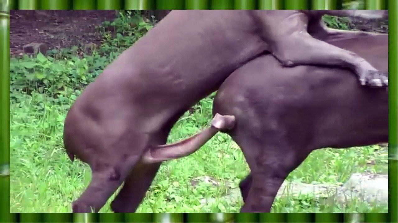 Animal Mating caught on camera new one