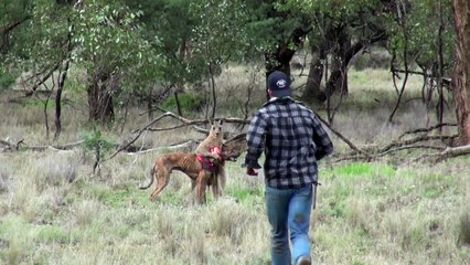 Man punches a kangaroo in the face to rescue his dog (Original HD)-FIRT7lf8byw