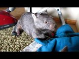 Barloo the Wombat Wriggles Up Against a Scratching Post