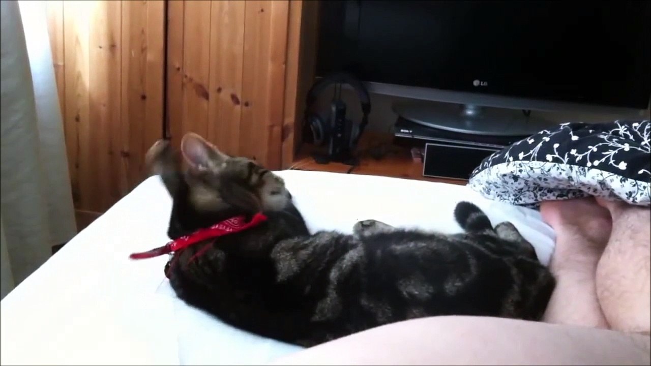 Il lache une caisse sur son pauvre chat... tellement crade