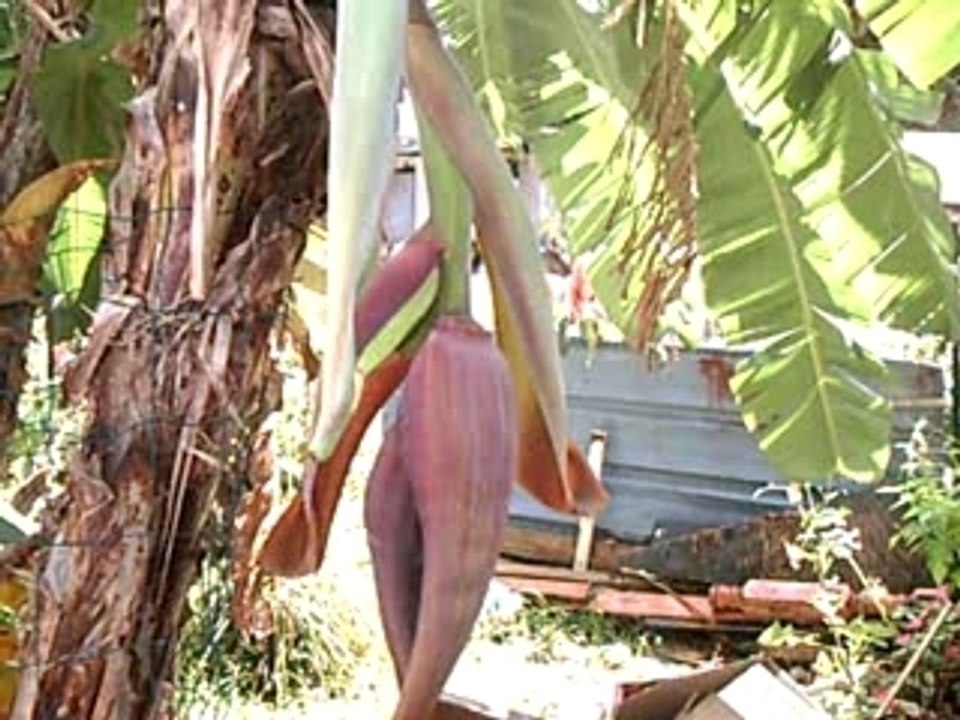 Bananier1