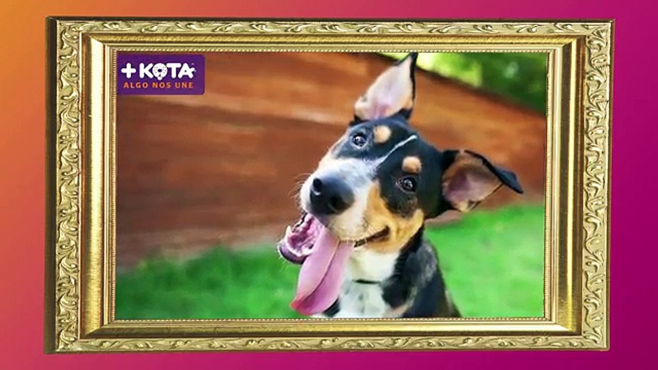 +KOTA presenta- Peinados para tu maskota
