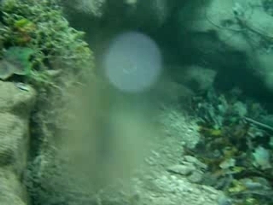 Truite sub aquatique