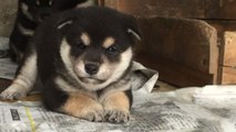 Shiba puppy yelling everything he see