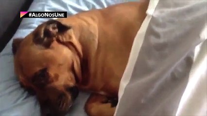 +KOTA presenta- Ventajas de dormir con tu perro