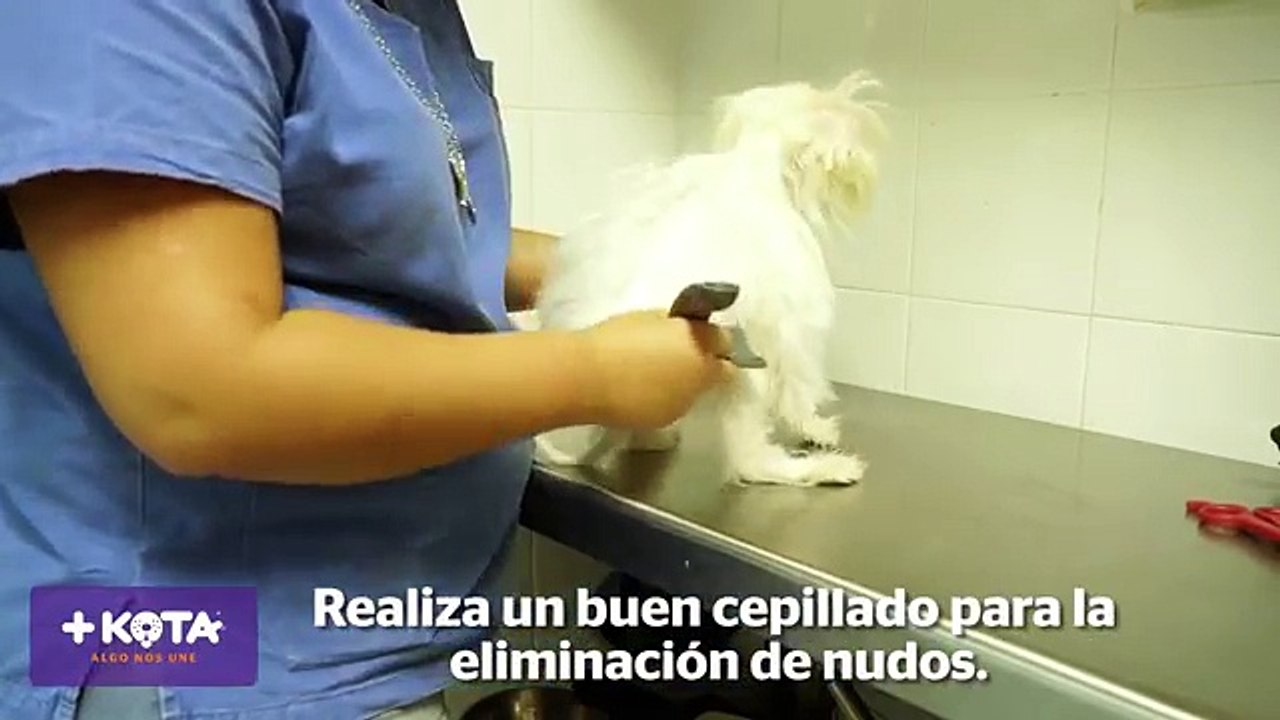 +KOTA presenta- Cómo bañar a tu perro