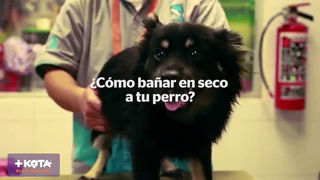 +KOTA presenta- Cómo bañar en seco a mi maskota