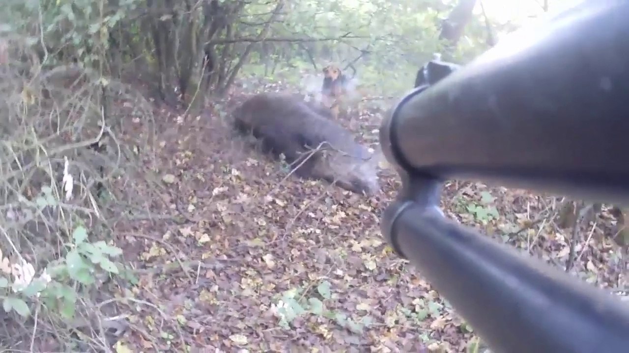 Tir incroyable d'un sanglier caché