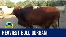 170 || Heaviest Bull Qurbani || 2017 || 2018 || Karachi Sohrab Goth ||