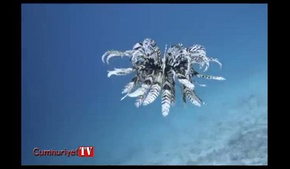 Dünyanın derinliklerinde karşılaştı... İlk kez görüntülendi