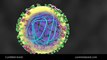 SwineFlu Influenza H1N1 Mechanism of Action MOA Animation – CureMed Assist – Medical Tourism Company