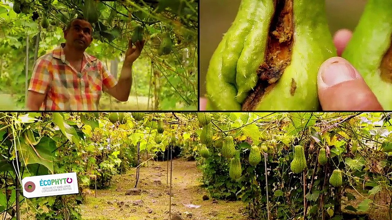 Ecophyto : A la Réunion, Sergio Victoire montre l'exemple aux producteurs de chouchous