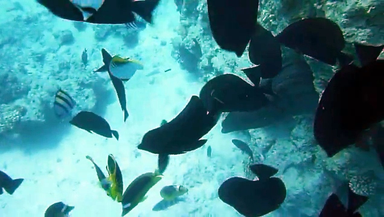 HD Video About Masterpieces Hurghada