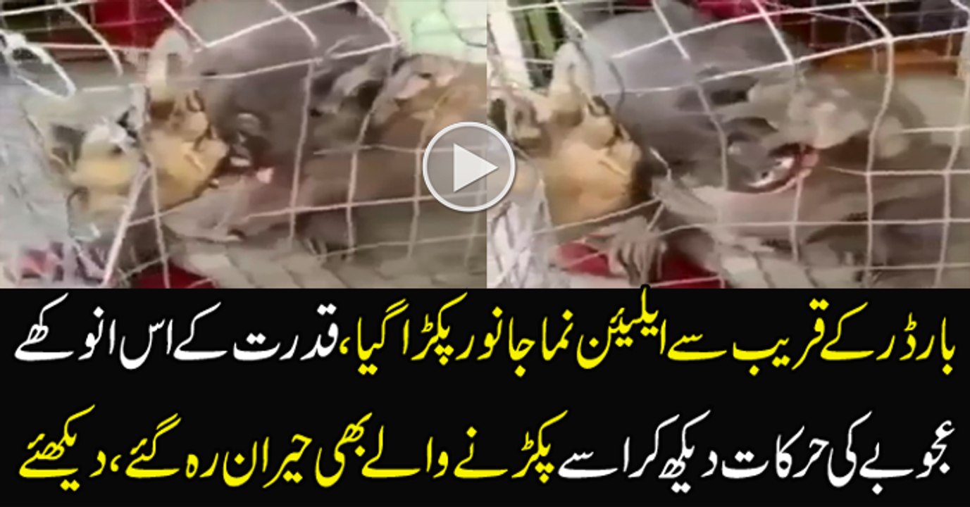 A Strange Alien Look Like Animal Caught From Border - Video Dailymotion