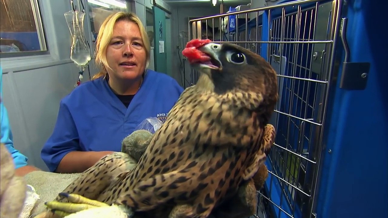 Bondi Vet: Season 1 Episode 12