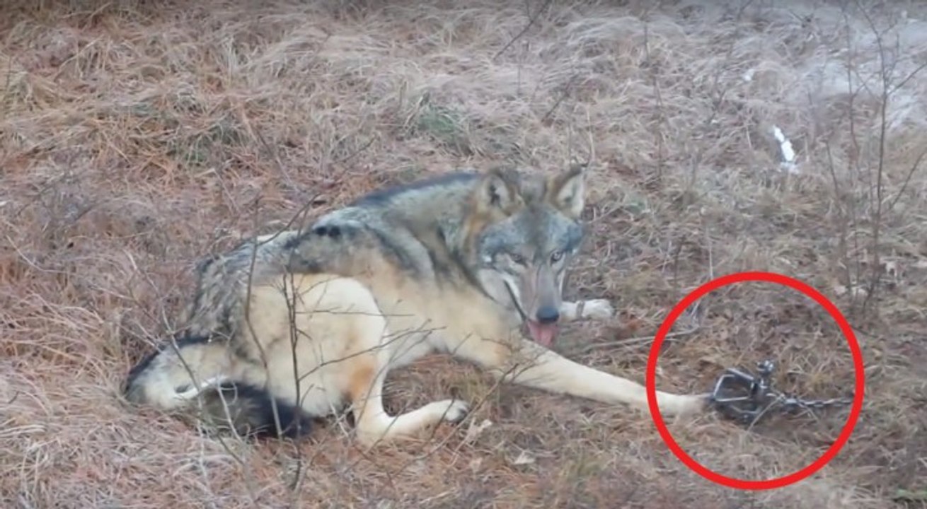 Il lupo è finito nella trappola: Ciò che fa questa persona è pericoloso… ma ammirevole!