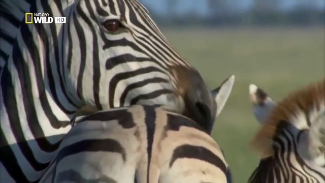 Пустыни Африки. Калахари. Дикий мир. Документальный фильм