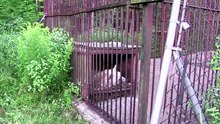 Une ours emprisonnée 30 ans enfin libérée