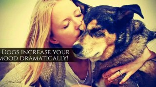 DOG MAKES YOU Happier, healthier and Friendlier