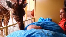 Baiser d'adieu d'une girafe