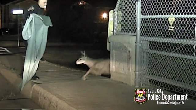 Police Officer Rescues Deer Stuck In Fence