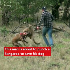 Man Punches A Kangaroo In The Face To Rescue His Dog