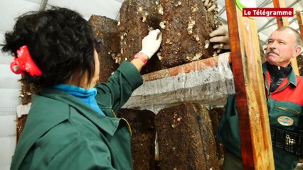 Tréflaouénan (29). Le shiitaké pousse aussi dans le Nord-Finistère