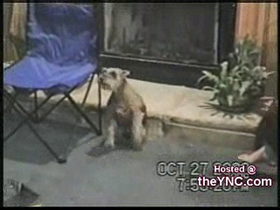 Funny Animal p3