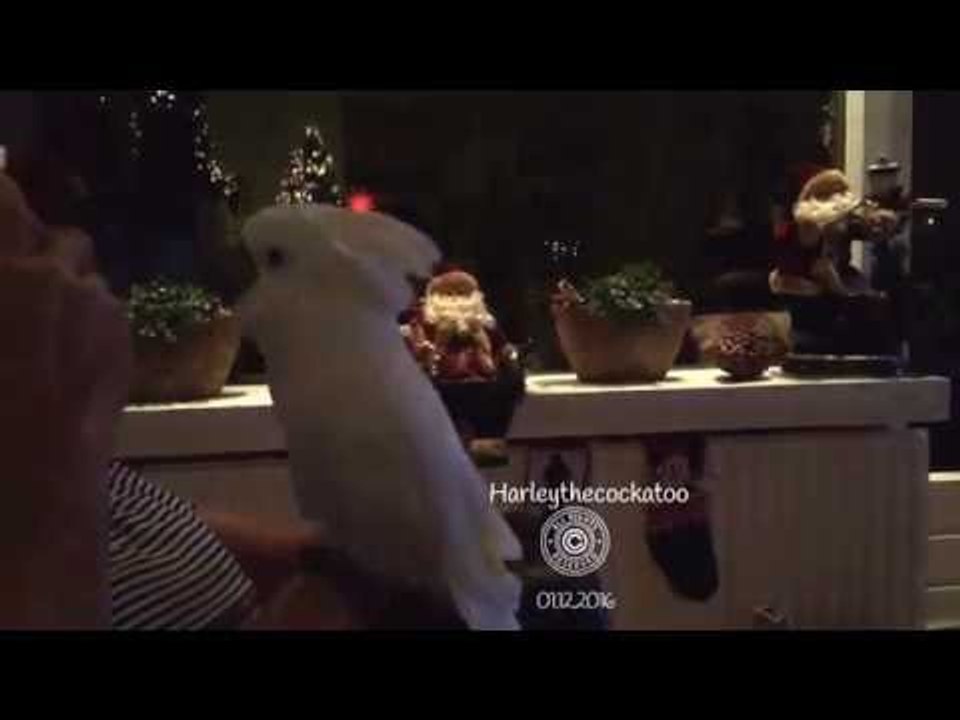 Classy Cockatoo's Cup Duet With Daddy