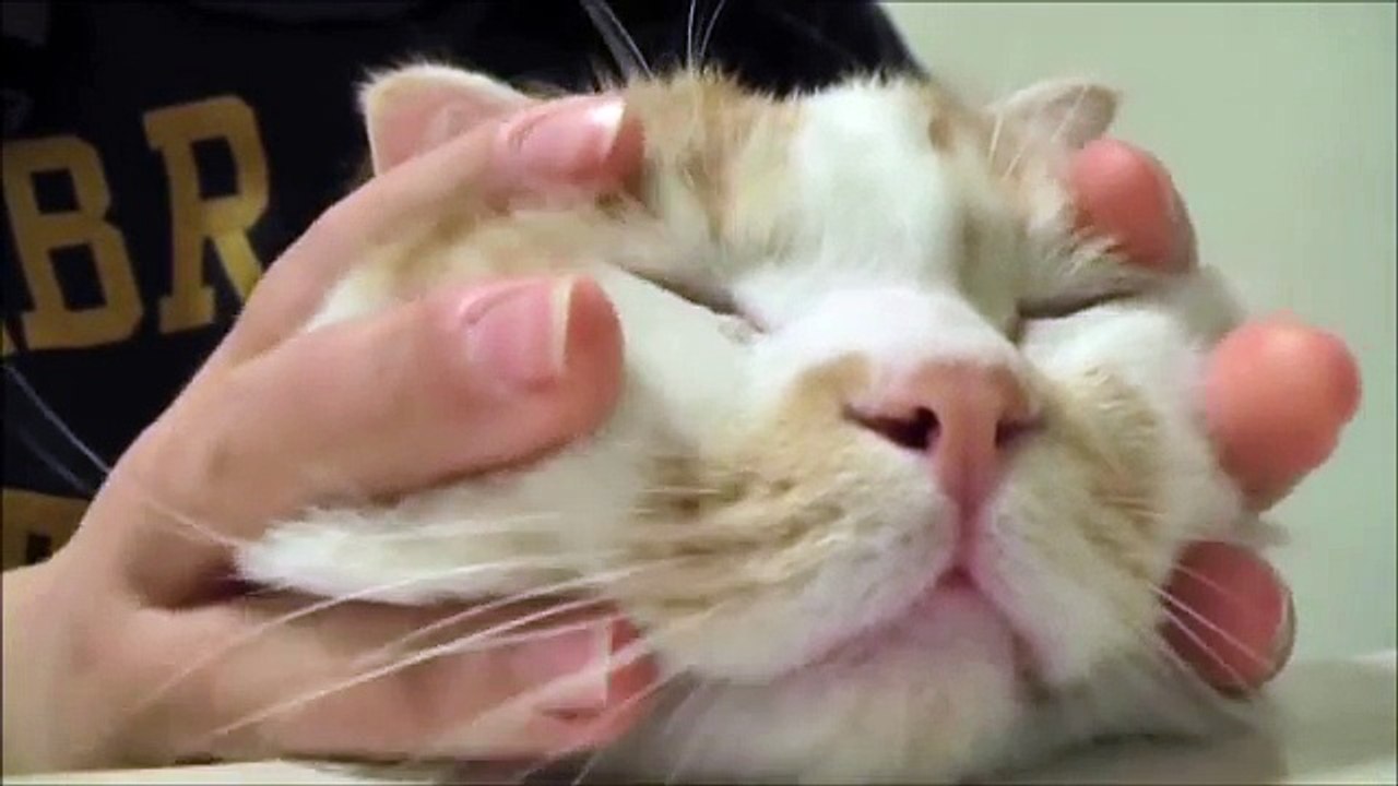 Funny Animal p4