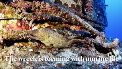 Sport Diver In The Field: Scuba Diving the Sea Tiger Wreck in Hawaii