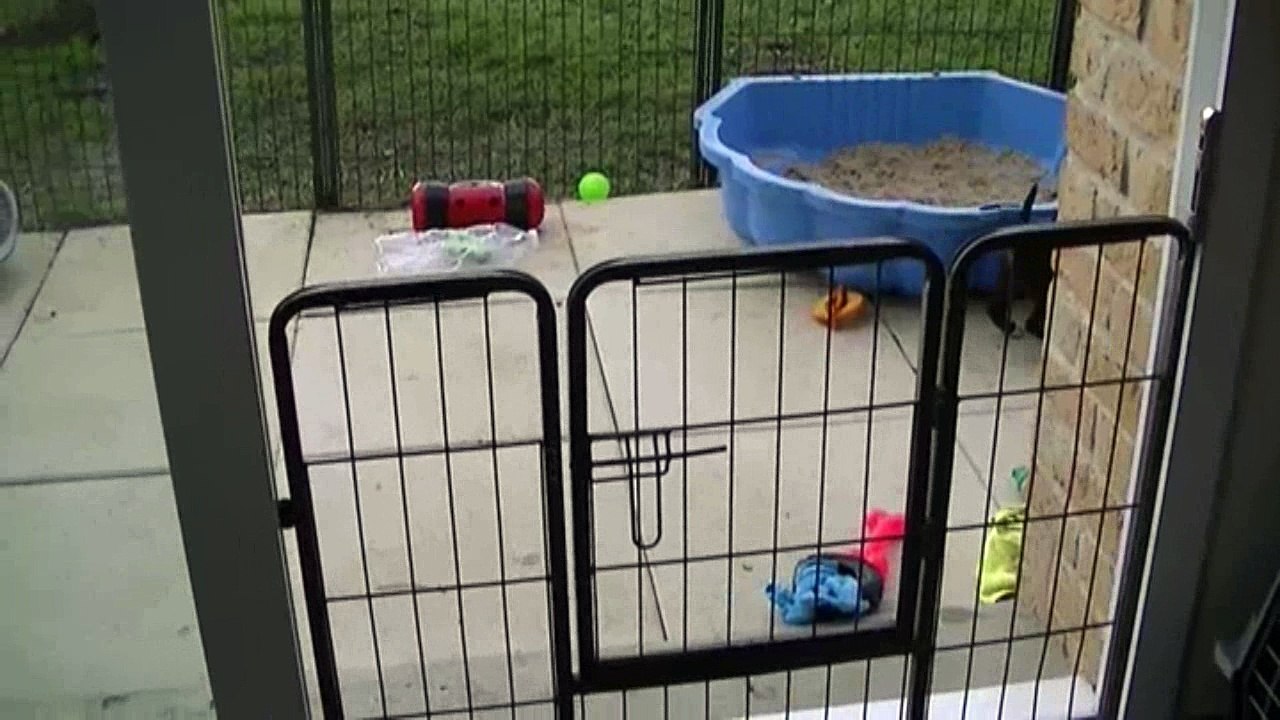 97ème vidéo Les petits loulous de STAFFORDLAND