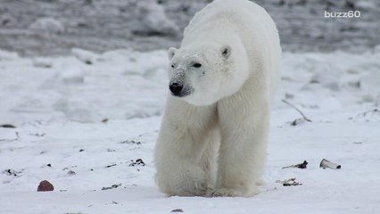Polar Bear Numbers Could Drop by a Third Due to Melting Sea Ice
