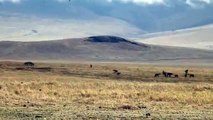 Hyenas attacking buffalo calf (Nov  15)