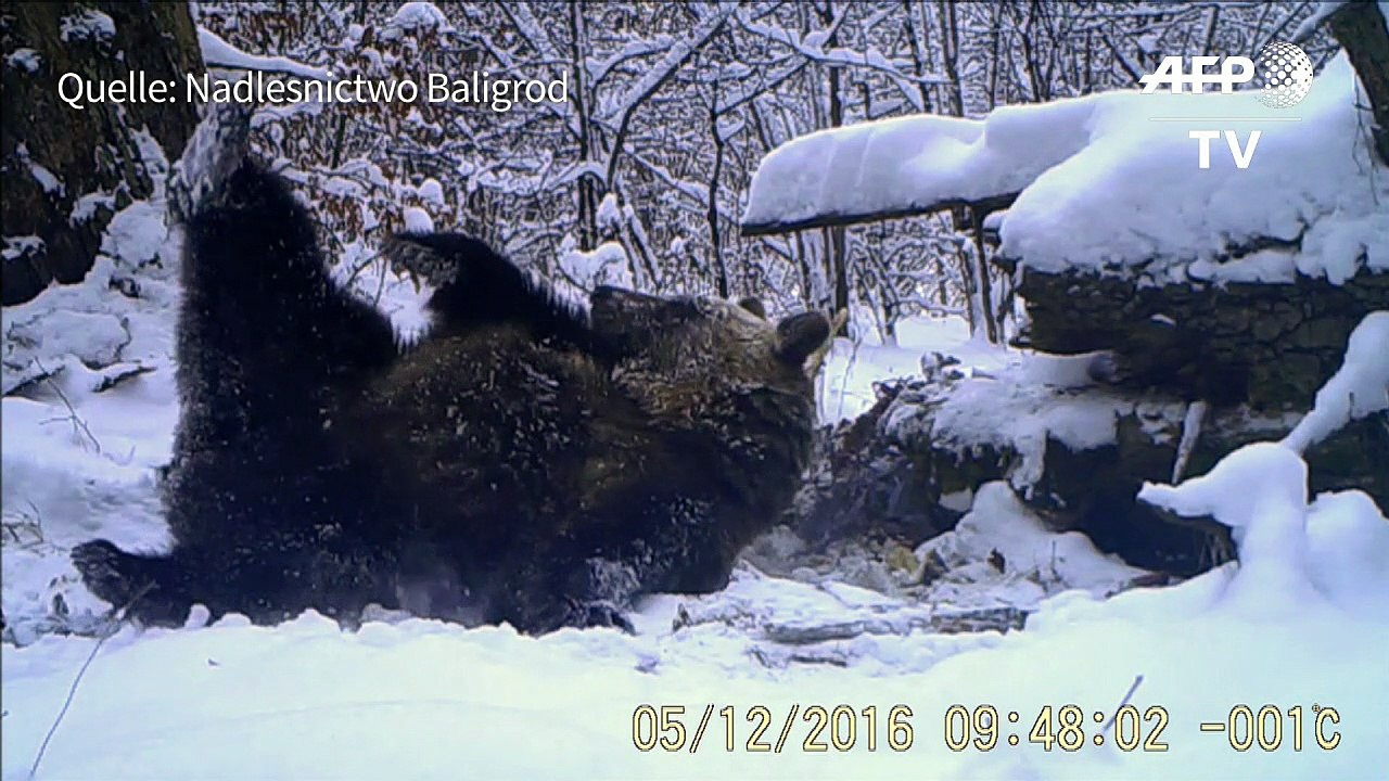Braunbär greift zu drastischen Maßnahmen