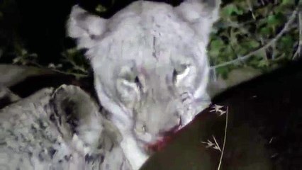 Lions killed Huge Hippo in the Moonlight ☆ Animals Attack HD video