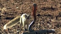 Mongoose Attack Cobra Snake incredible Fighting   Video   코브라 전투 대 몽구스   HD (2)