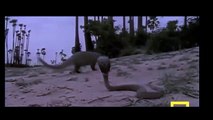 Mongoose Attack Cobra Snake incredible Fighting   Video   코브라 전투 대 몽구스   HD 2016