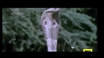 Mongoose Attack Cobra Snake incredible Fighting   Video   코브라 전투 대 몽구스   HD