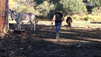 El desesperado llamado que salvó más de 300 animales en santuario de España