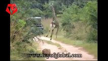 Most Amazing Wild Animal Attacks - Lion Vs Giraffe Fight To Death ( Lion Attacks Giraffe )