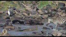 Most Amazing Wild Animal Attacks #2 - Lion Vs Buffalo - crocodile vs deer - crocodile vs buffalo