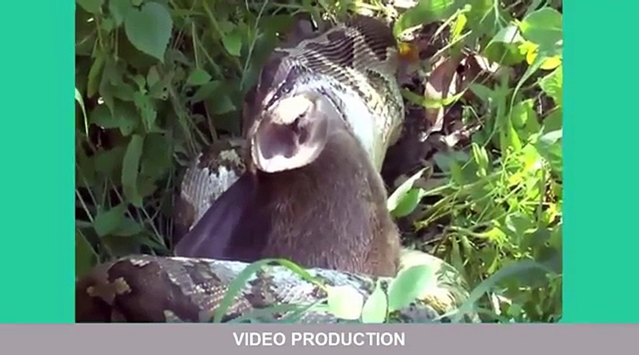 Most Amazing Wild Animal Attacks #5   lion, tiger, anaconda, deer, Crocodile, Rhino